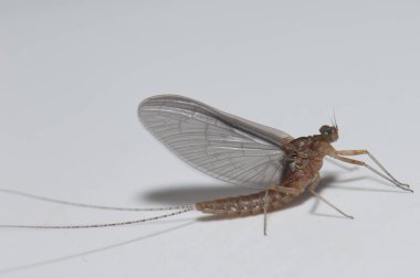 Cruz de Pajonales 'in evinde Mayıs Uçuşu.