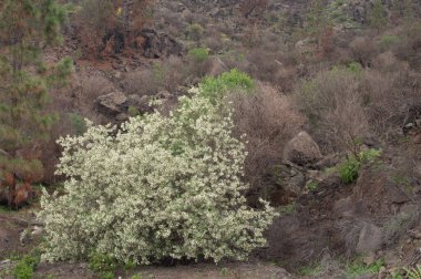Lucerne Chamaecytisus proliferus meridionalis in flower.