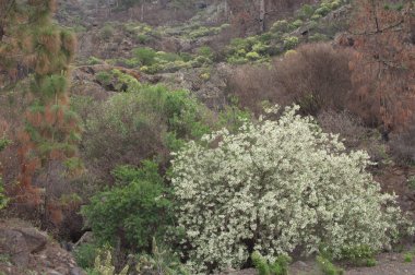 Lucerne Chamaecytisus proliferus meridionalis in flower.
