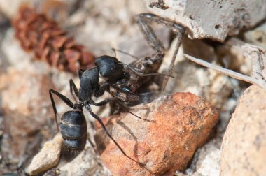 Karınca Camponotus feae karınca yuvasına örümcek taşıyor..