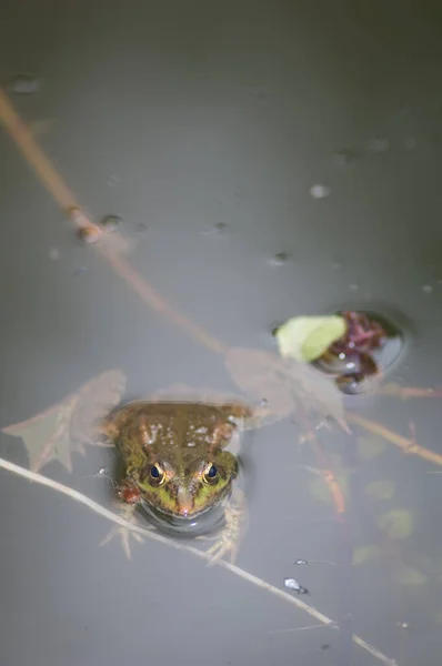 Grenouille Pelophylax perezi dans un étang. — Photo