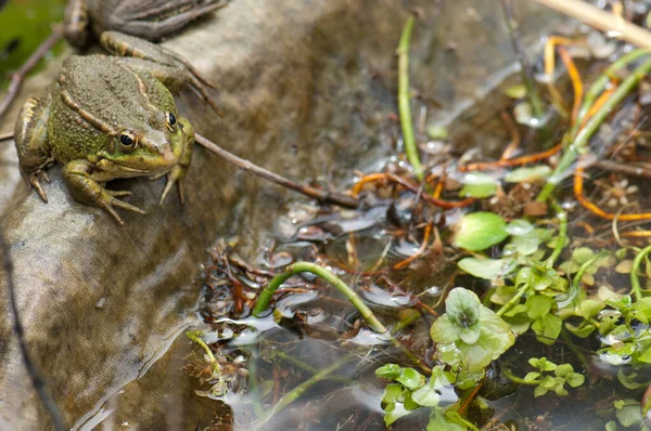 Perezs frog Pelophylax perezi in a pond. — 图库照片