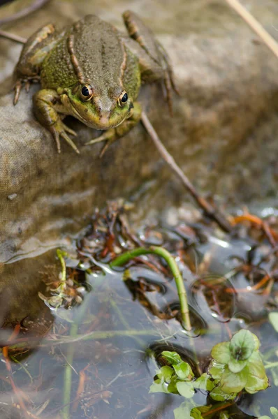 Sapo Perezs Pelophylax perezi numa lagoa. — Fotografia de Stock