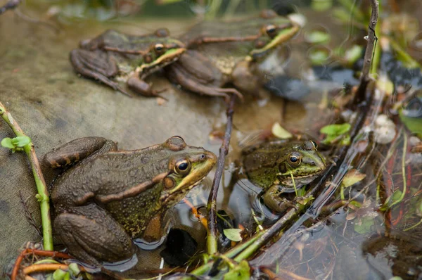 Grenouilles Pélophylax perezi dans un étang . — Photo