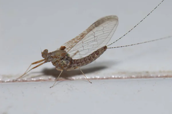 Mayfly en una casa de Cruz de Pajonales . — Foto de Stock