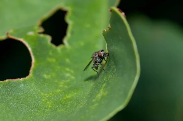 Mouche Hylemyia latevittata sur une feuille dans la réserve naturelle intégrale d'Inagua . — Photo