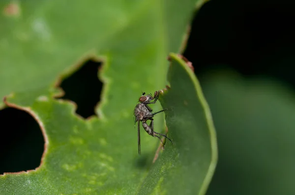 イナグアの統合自然保護区の葉の上にHylemyia latevitataを飛ぶ. — ストック写真