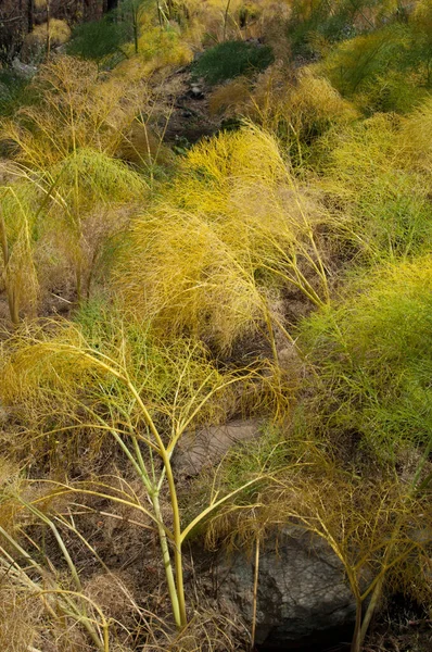 Ferula linkii növényei a Nublói Vidéki Parkban. — Stock Fotó
