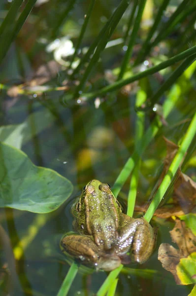 池の中のペレスカエルPelophylax perezi. — ストック写真