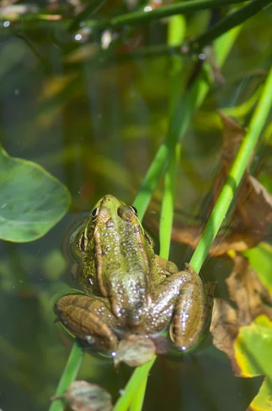 Perezs frog Pelophylax perezi in a pond. — Stock Photo, Image