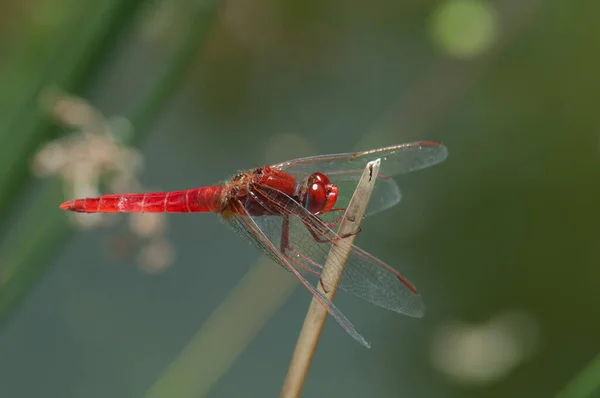 Libellula scarlatta maschile su un gambo vegetale . — Foto Stock