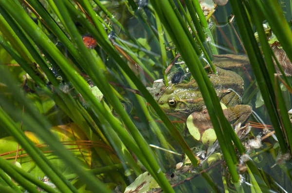 Perezs frog Pelophylax perezi in a pond. — 스톡 사진