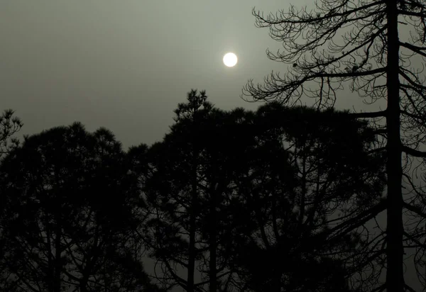 새벽 하늘에 날아다니는 먼지와 함께 카나리아 제도 소나무핀 루스 카나리 엔시스의 숲에 있는 태양. — 스톡 사진
