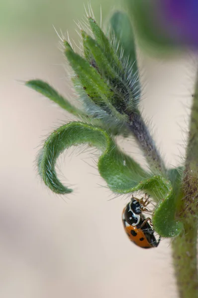 Adonis ladybird Hippodamia variegata sur une vipère violette-bugloss Echium plantagineum . — Photo