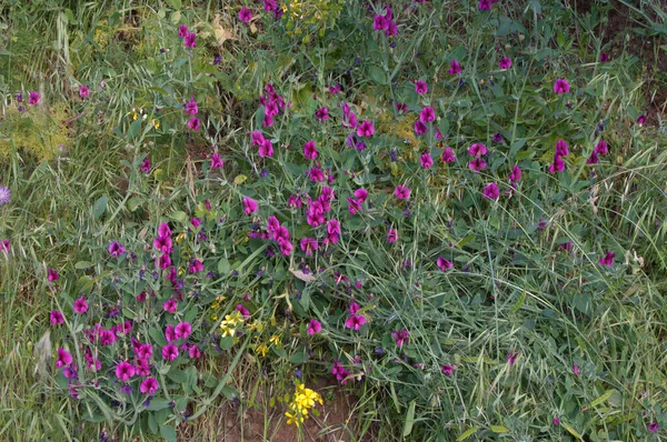 Tangeri piselli Lathyrus tingitanus in fiore a Las Lagunetas . — Foto Stock