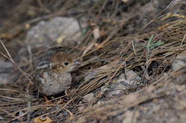 El Juncal Geçidi 'nde kızıl bacaklı keklik..