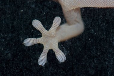 Bir Boettgers duvarının ön ayağı Bir pencere camında Gecko Tarentola Boettgeri.
