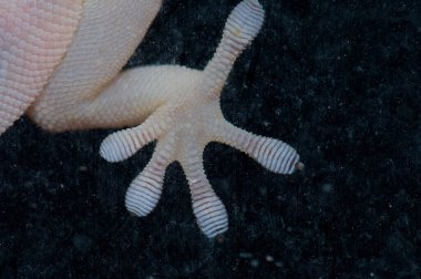 Bir Boettgers duvar gecko Tarentola boettgeri 'nin perçin bacağı bir pencere camında.