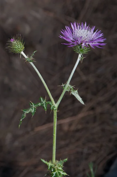 Bud and flowerhead of purple milk thistle.