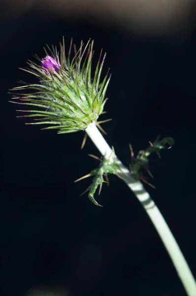 Bud fialové mléčné bodláčí Galactites tomentosa. — Stock fotografie