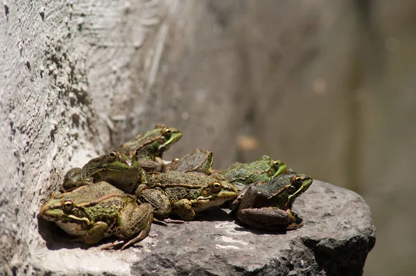 Groupe de grenouilles Pelophylax perezi au repos . — Photo