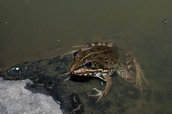 池の中のペレスカエルPelophylax perezi. — ストック写真