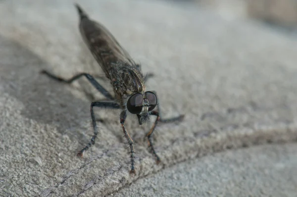 Un assassin vole dans la Réserve Naturelle Intégrale d'Inagua . — Photo