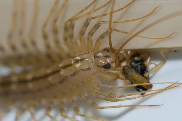 Maison mille-pattes Scutigera coleoptrata alimentation d'une perruque . — Photo