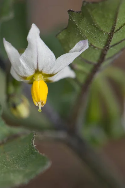 Fleur d'une plante dans le ravin Inagua . — Photo