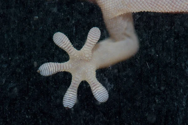 Front leg of a Boettgers wall gecko Tarentola boettgeri on a window pane. — Stock Photo, Image