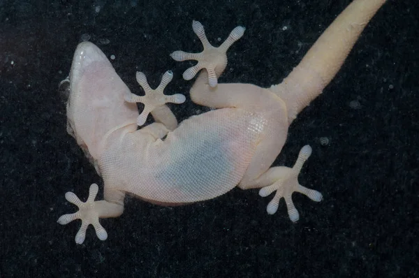 Boettgers Wandgecko auf einer Fensterscheibe. — Stockfoto