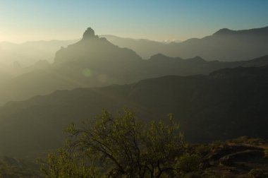 Roque Bentaiga ve Badem Prunus dulcis arka ışıklandırma.