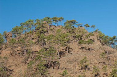 Kanarya Adası Ormanı Pinus kanaryası.