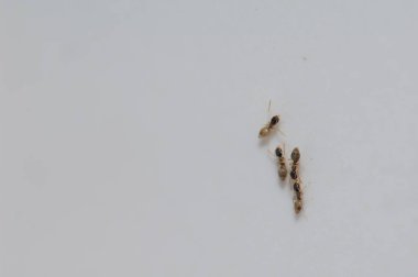 Arjantin Karıncaları Duvarda mütevazı Linepitema.