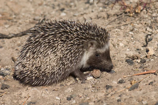 North African hedgehog Atelerix algirus in Cruz de Pajonales. — Stock Photo, Image