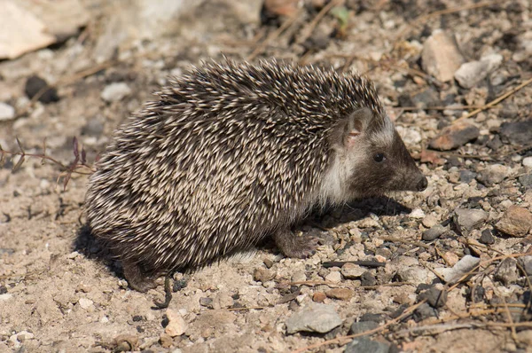 North African hedgehog Atelerix algirus in Cruz de Pajonales. — Stock Photo, Image