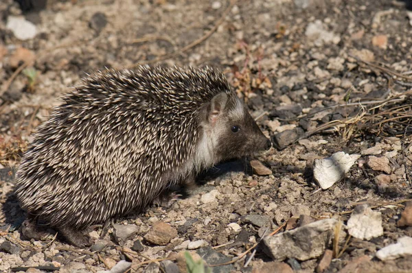 North African hedgehog Atelerix algirus in Cruz de Pajonales. — Stock Photo, Image