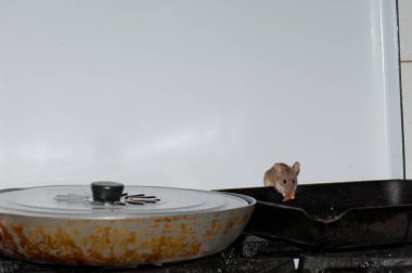 Ev faresi Mus musculus mutfakta ekmek kırıntıları yiyor..