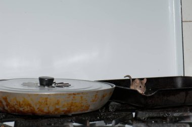 Ev faresi Mus musculus mutfakta ekmek kırıntıları yiyor..