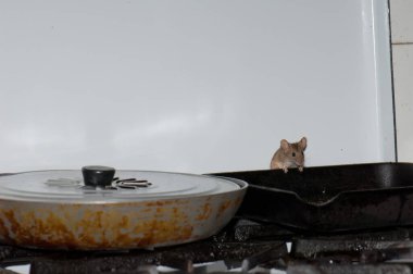 Ev faresi Mus kası mutfakta yiyecek arıyor..