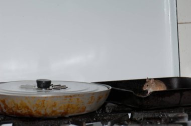 Ev faresi Mus kası mutfakta yiyecek arıyor..