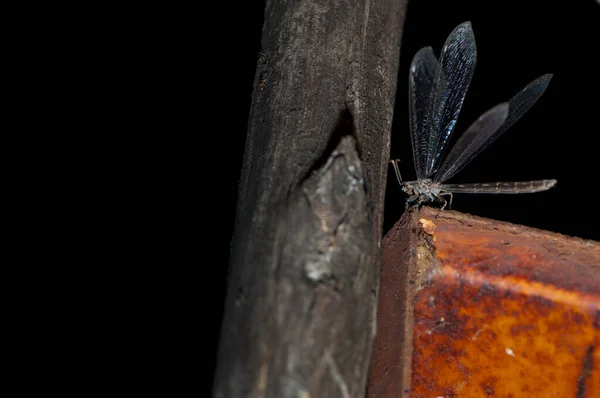 Oroszlánellenes Myrmeleon alternans Cruz de Pajonales-ben. — Stock Fotó