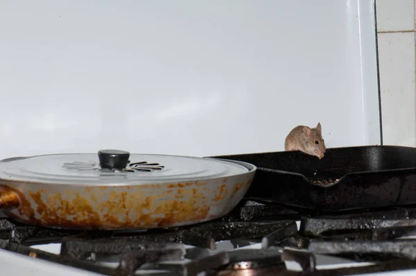 Ποντίκι σπίτι Mus musculus τρώει κομμάτια ψωμιού σε μια κουζίνα. — Φωτογραφία Αρχείου