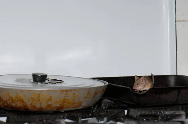 Casa rato Mus musculus comer pedaços de pão em uma cozinha . — Fotografia de Stock