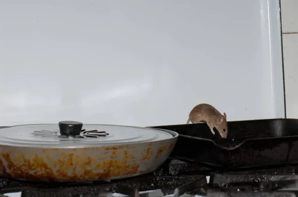 House mouse Mus musculus searching for food in a kitchen. — Stock Photo, Image