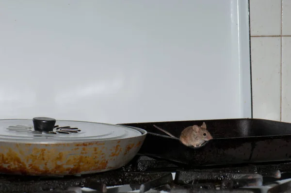Casa rato Mus musculus à procura de comida em uma cozinha. — Fotografia de Stock