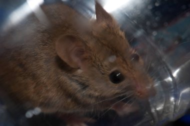 Ev faresi Mus kasları plastik şişenin içine sıkışmış..