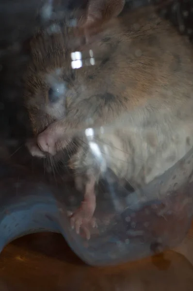 플라스틱 병 속에서 쥐를 청소하는 모습. — 스톡 사진