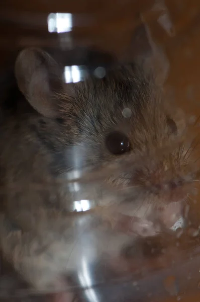 Casa rato Mus musculus preso dentro de uma garrafa de plástico. — Fotografia de Stock