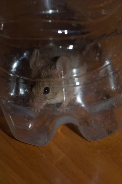 Dom mysz Mus musculus uwięziony wewnątrz plastikowej butelki. — Zdjęcie stockowe